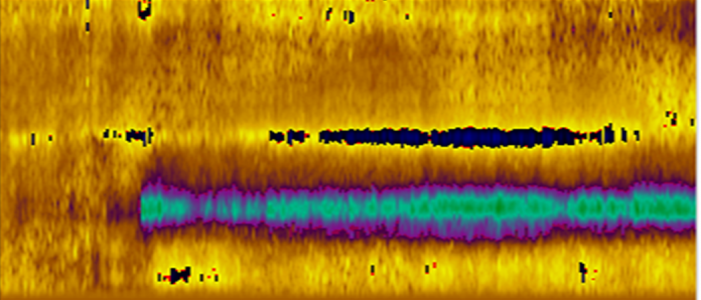 NAc Dopamine Release